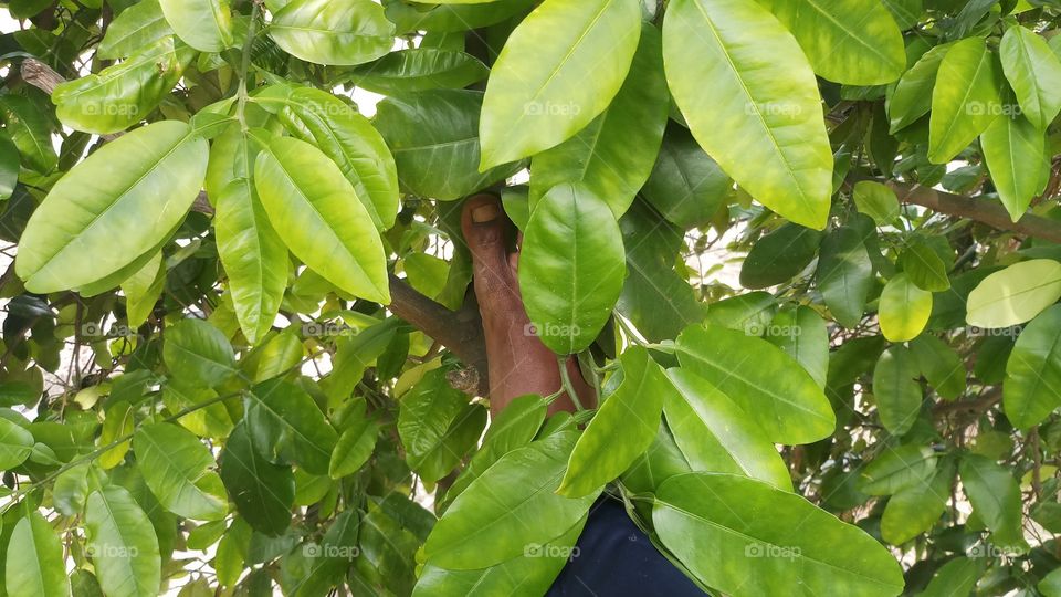 New plant with beautiful leaves in spring time.