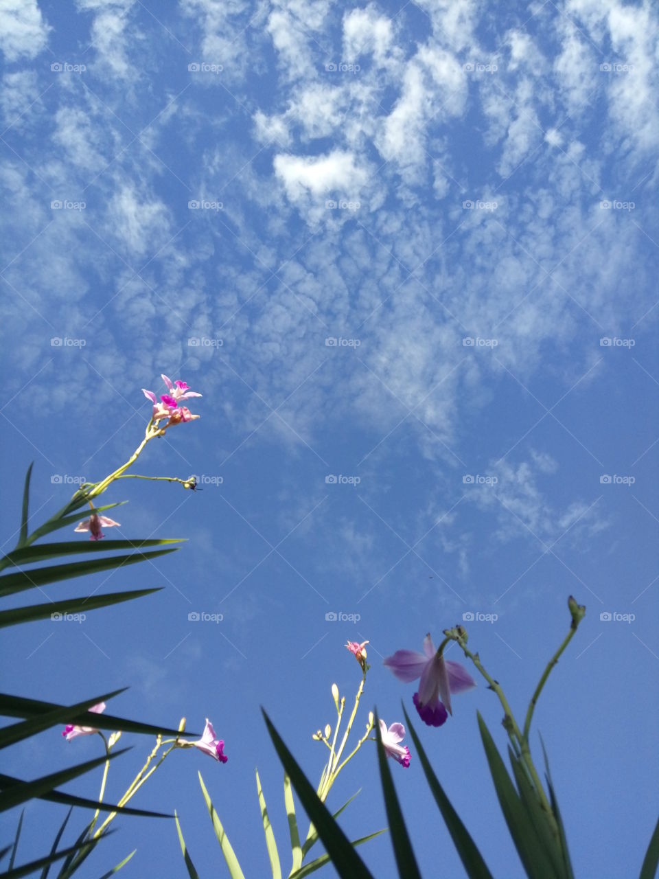 Sky and Flower