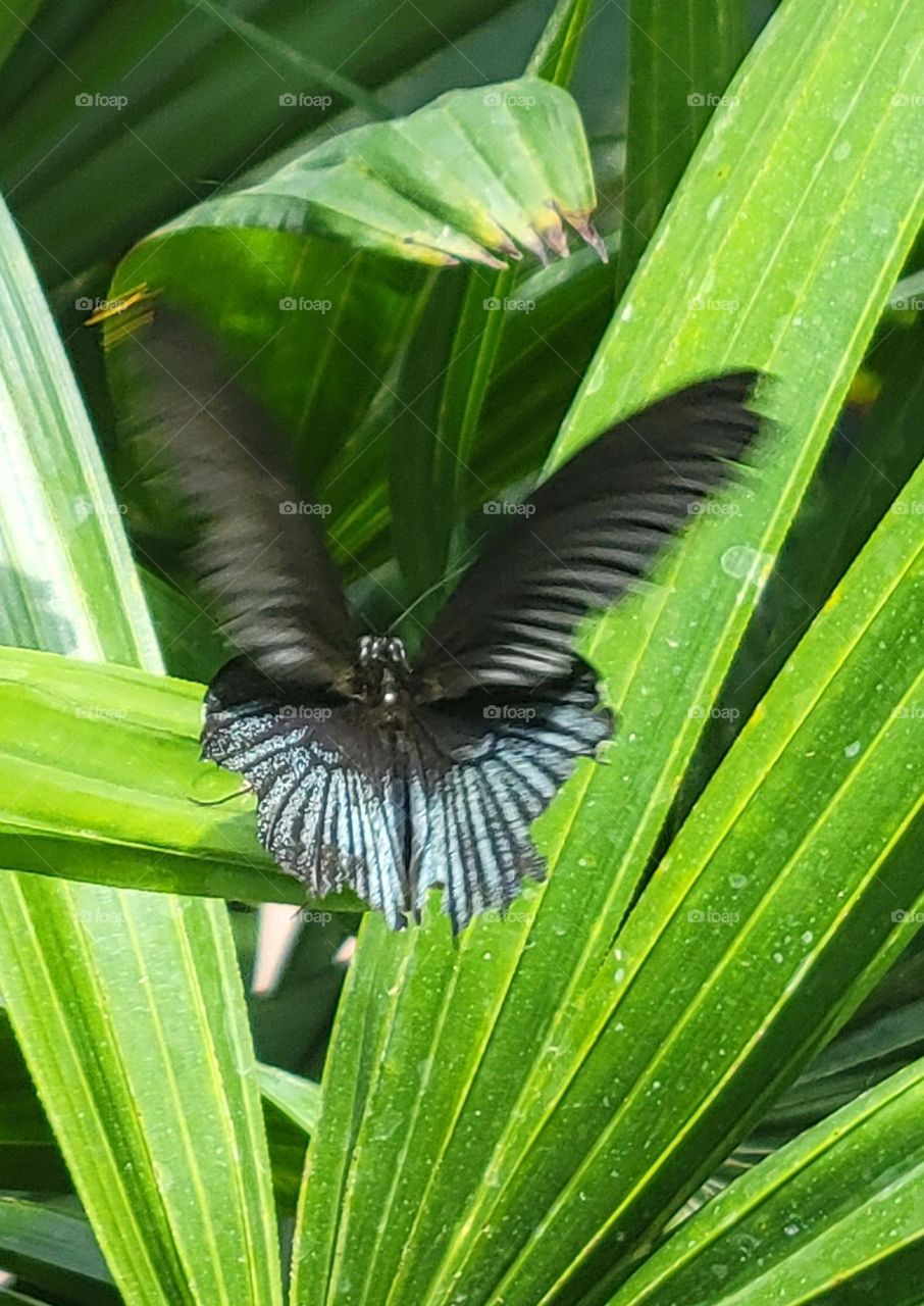 Papilio memnon