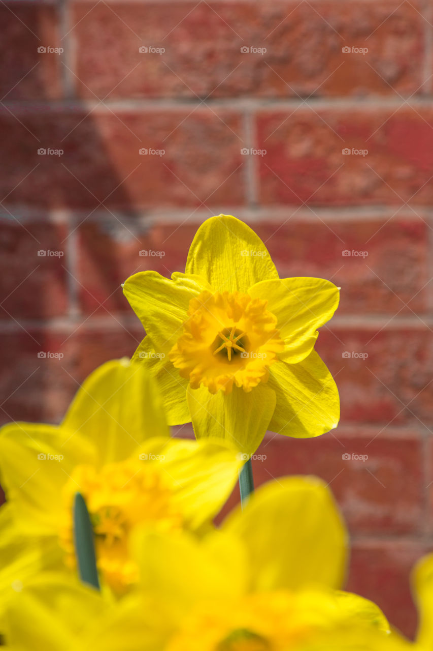 Yellow daffodils