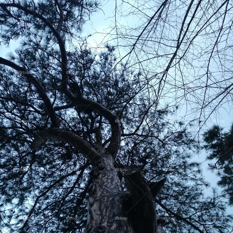 Tree