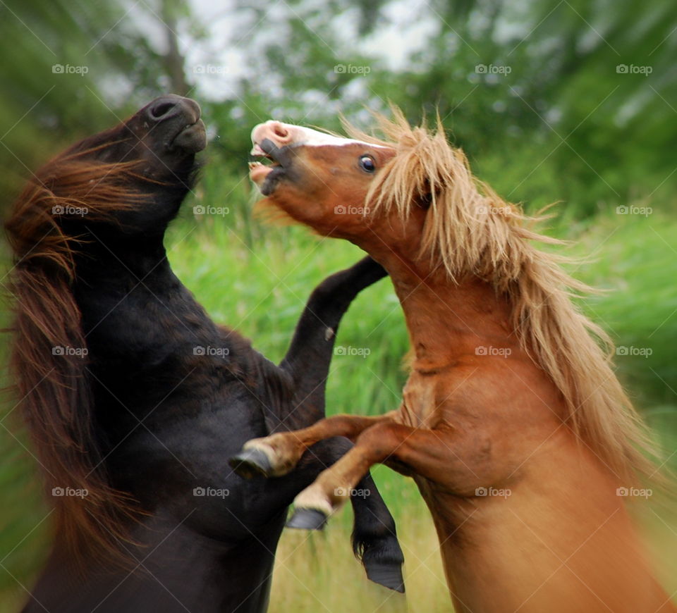 fighting 
ponies