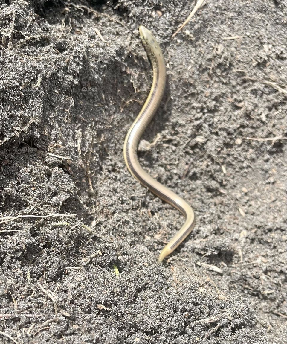 Possibly a Brahminy Blind Snake crawling out from sand in Eastern North Carolina. 