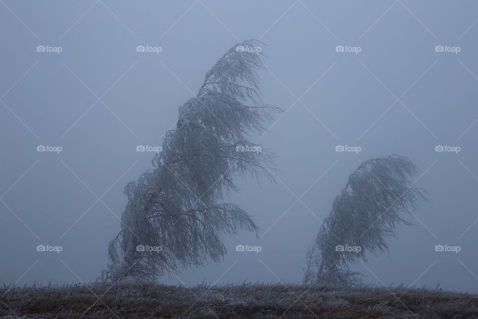 Frozen trees in nature