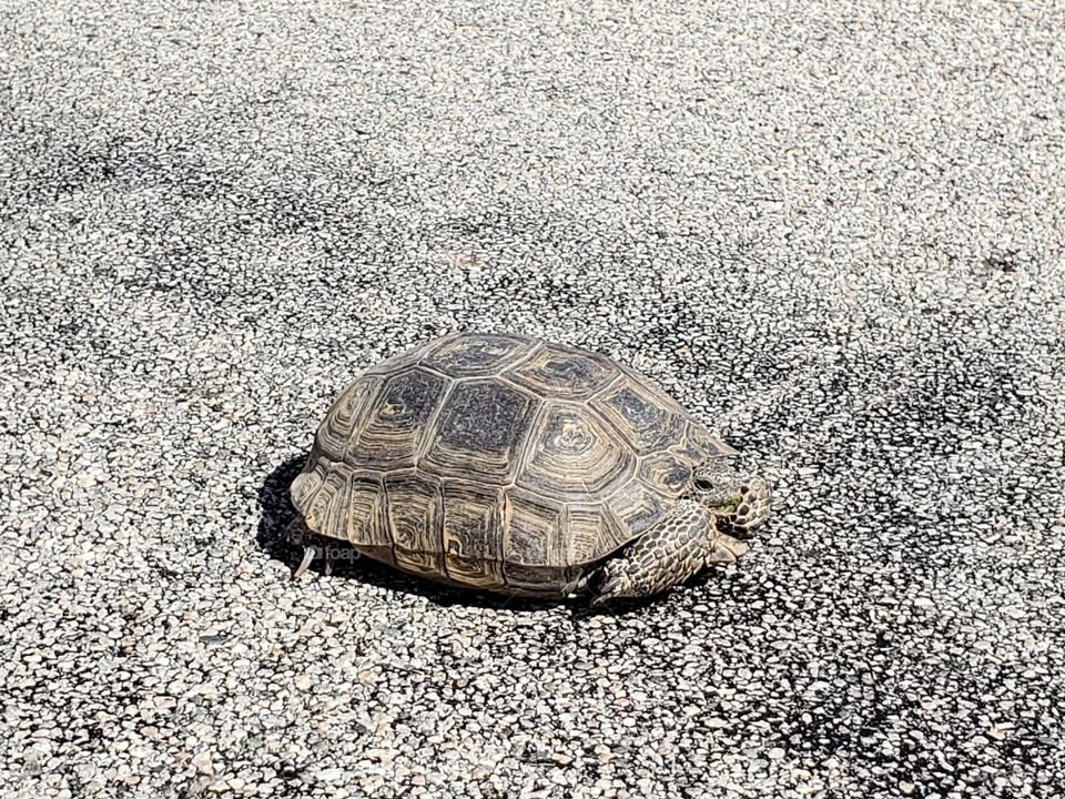 Desert Tortoise