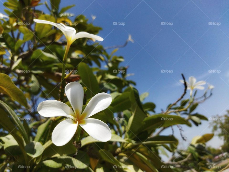 beautiful Jasmin flower with blue sky background , closeup , details , natural background