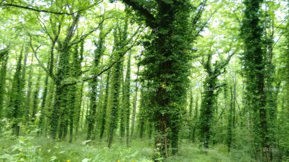 Trees in forest