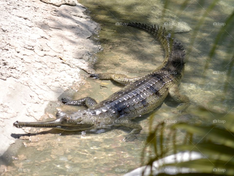 Unique crocodile in natural surroundings