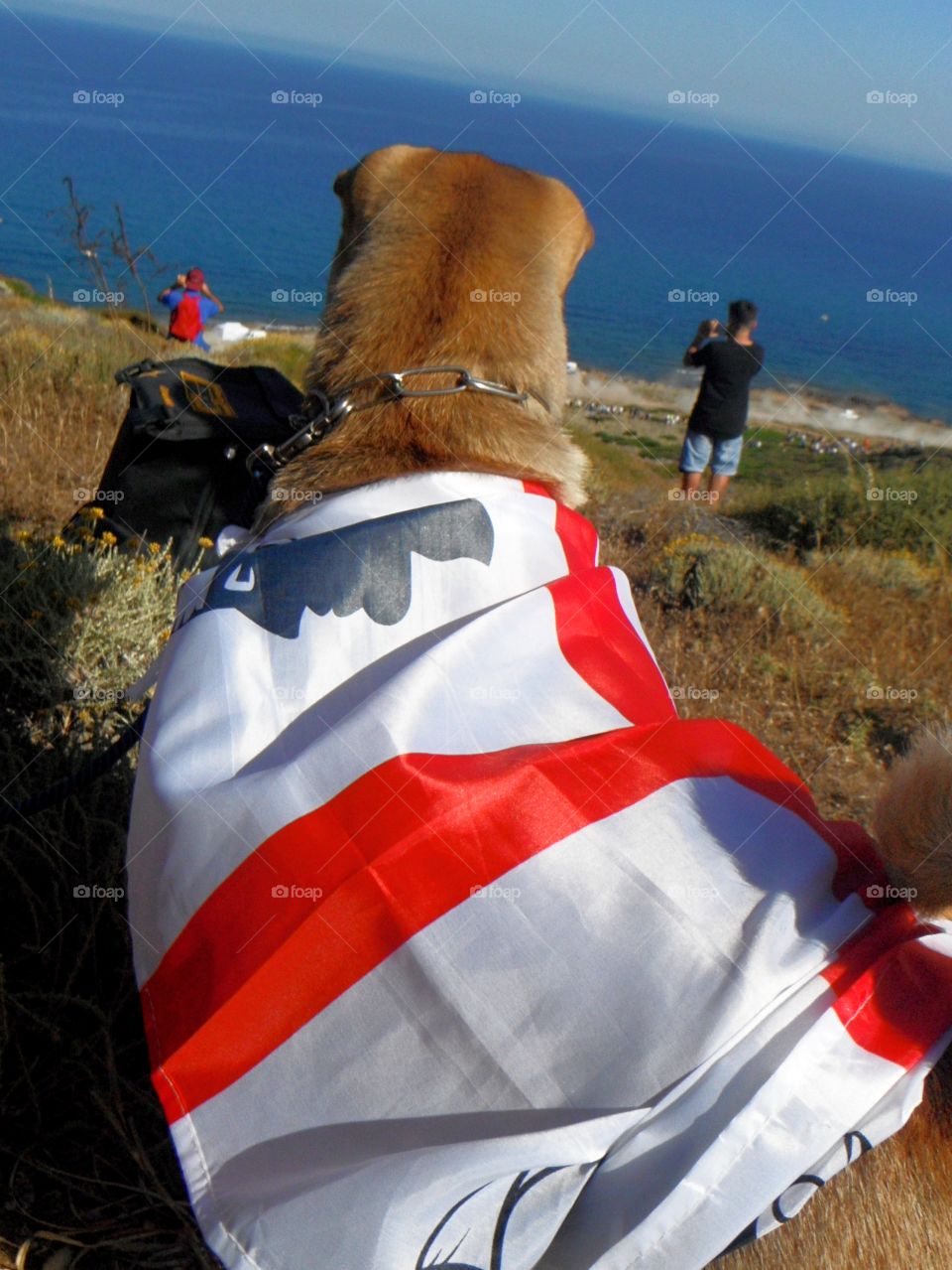 sardinian flag over dog