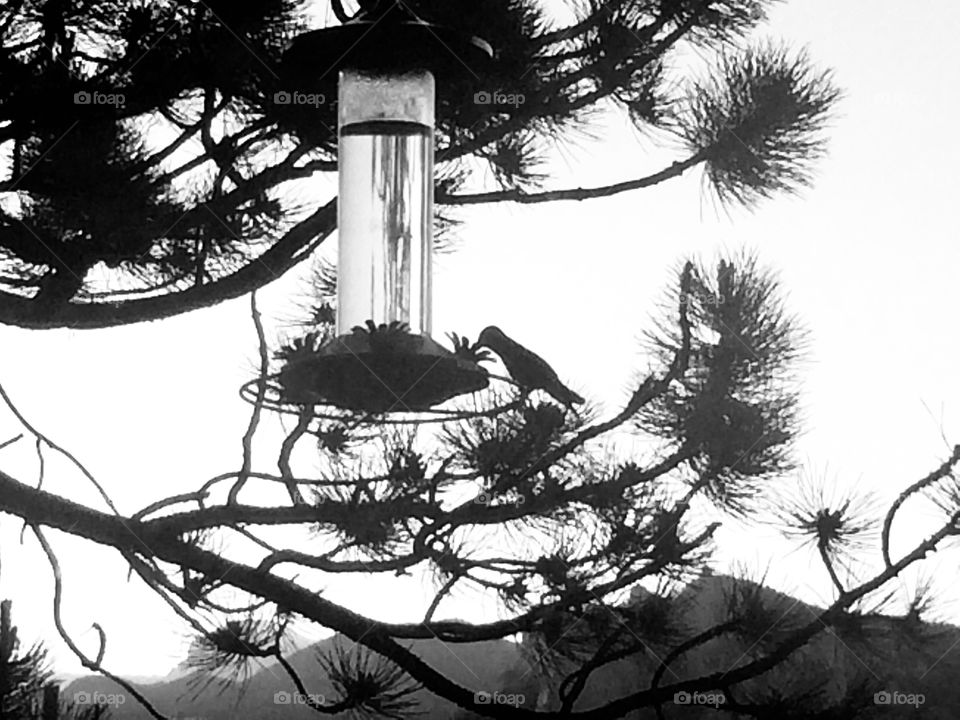 Silhouette of sweet little hummingbird enjoying an afternoon snack from a feeder up in the mountains. 