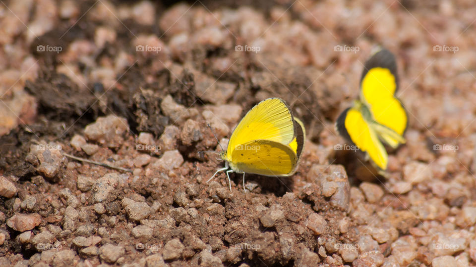 Yellow butterflies