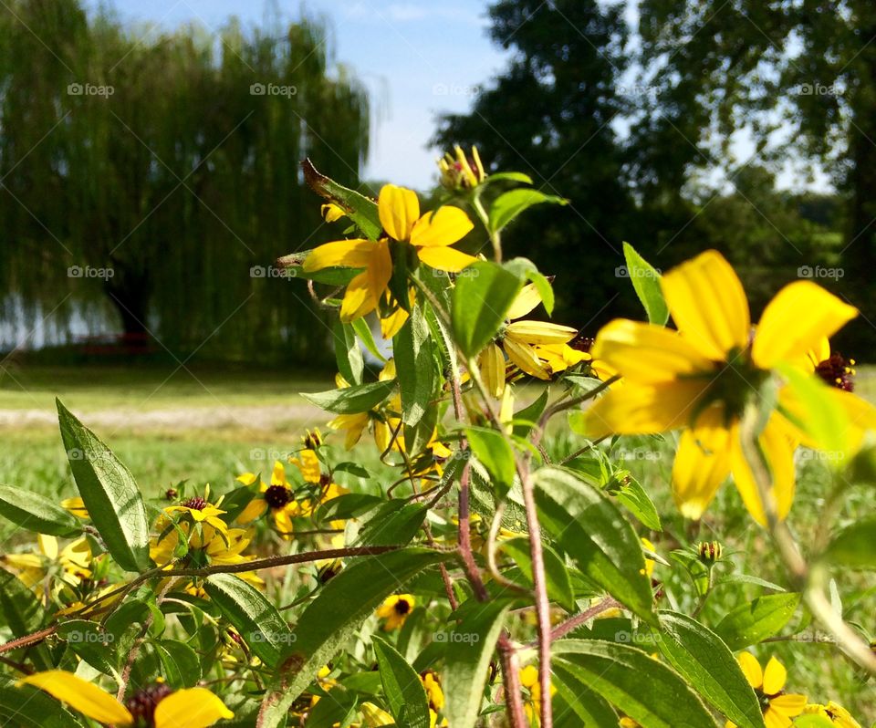 Flowers In The Foreground 