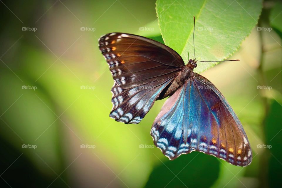 A white admiral butterfly exhibits a spectrum of beautiful colors in the bright sun at Dunbar Cave State Park in Clarksville, Tennessee