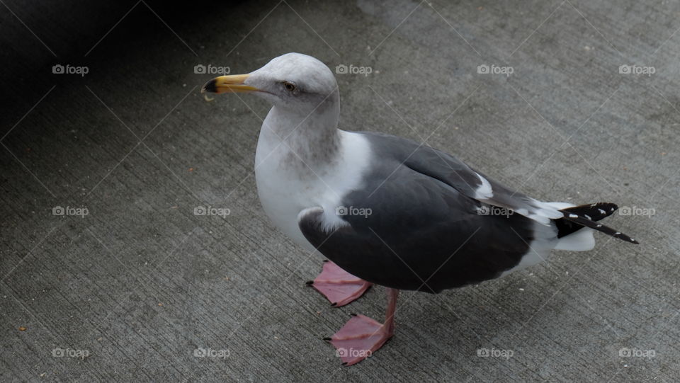 Seagull looking for food