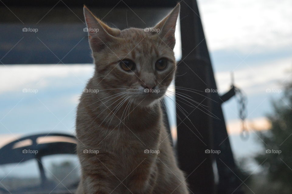 Close-up of a cat