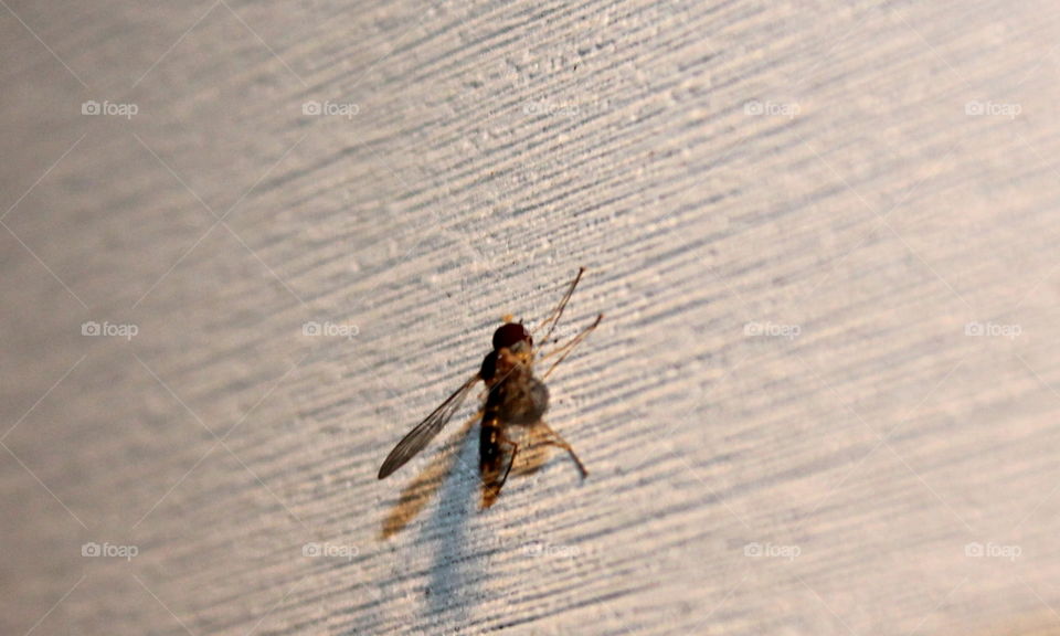 Small insect on siding