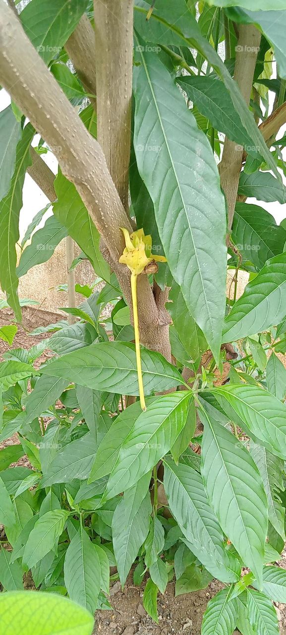 ravarma VanguvO / Justicia adhatoda / Malabar nut / Adulsa /Adhatoda / Vasa / Vasaka / Yellow / Green leafs / Fallen flower