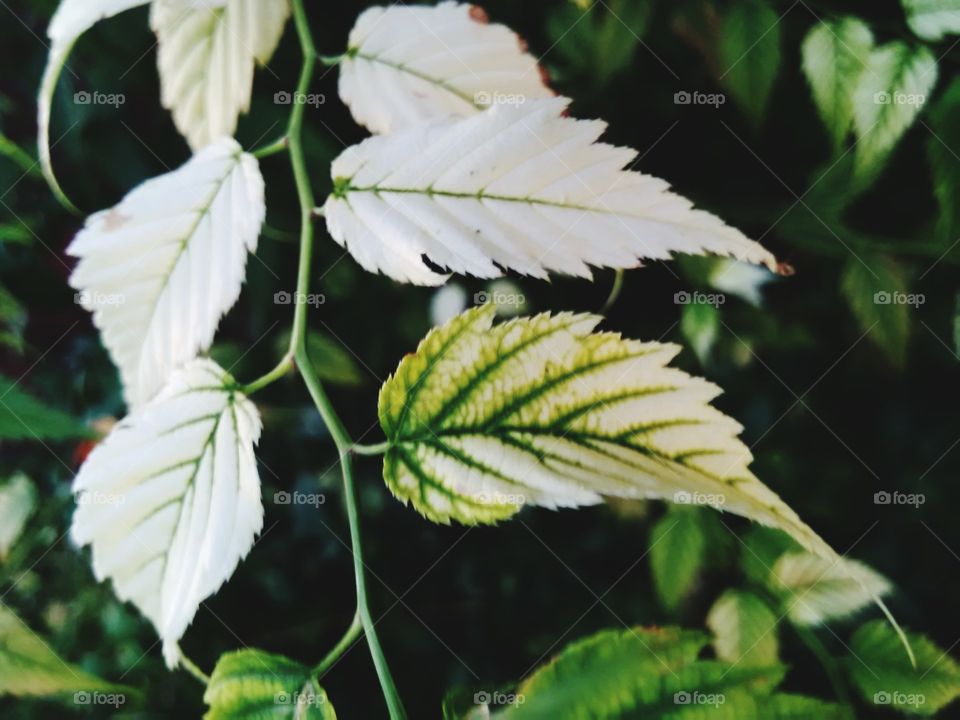 leaves