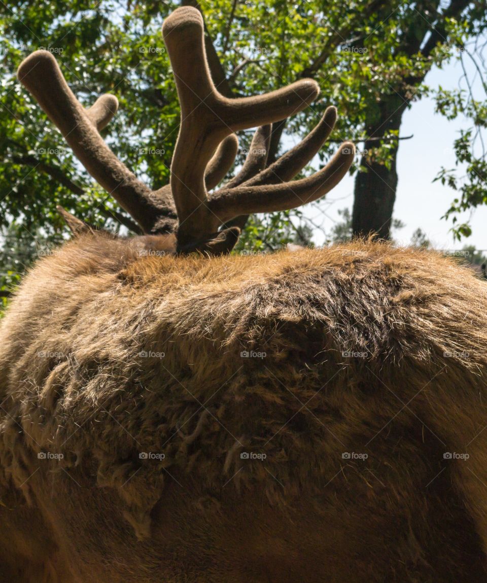 Canadian moose with large antlers