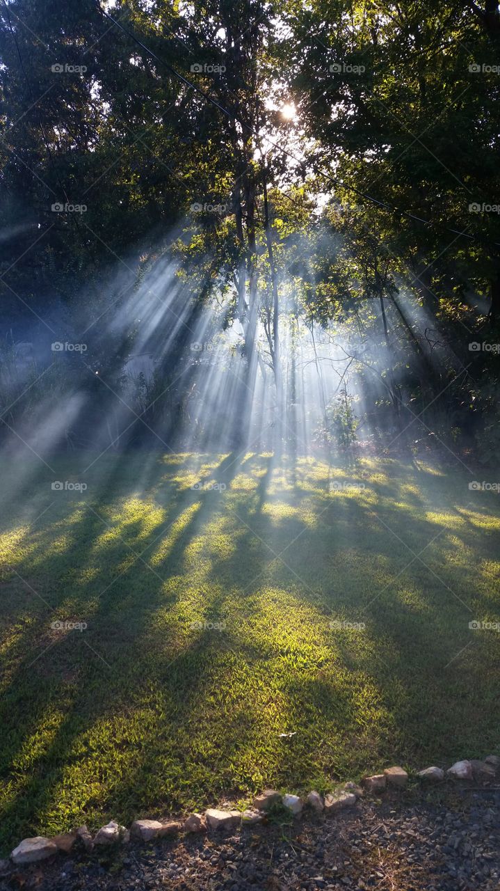 sun rays through the woods