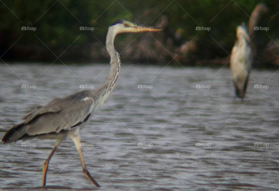 Grey heron. Large bird for category in egret. Not many seen for the community of egret. Just one, two or three in a season match with others colony of waterbird & shorebird .