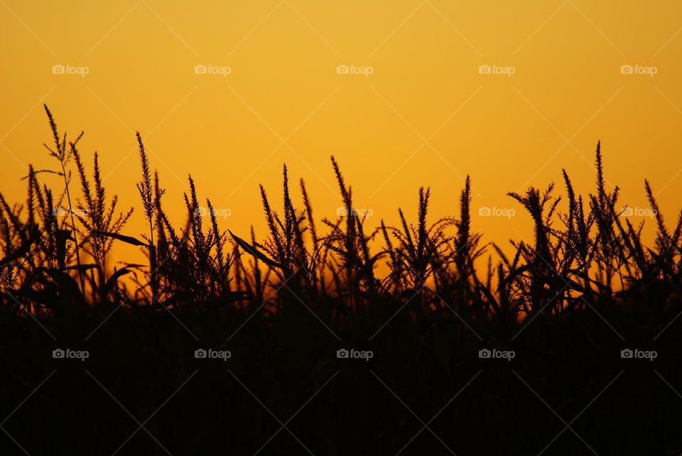 Field silhouette in New York 