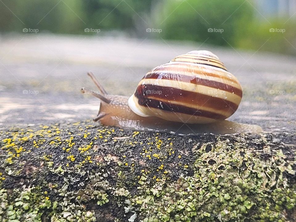 gefährliche Wege über die Straßen für Schnecke  .