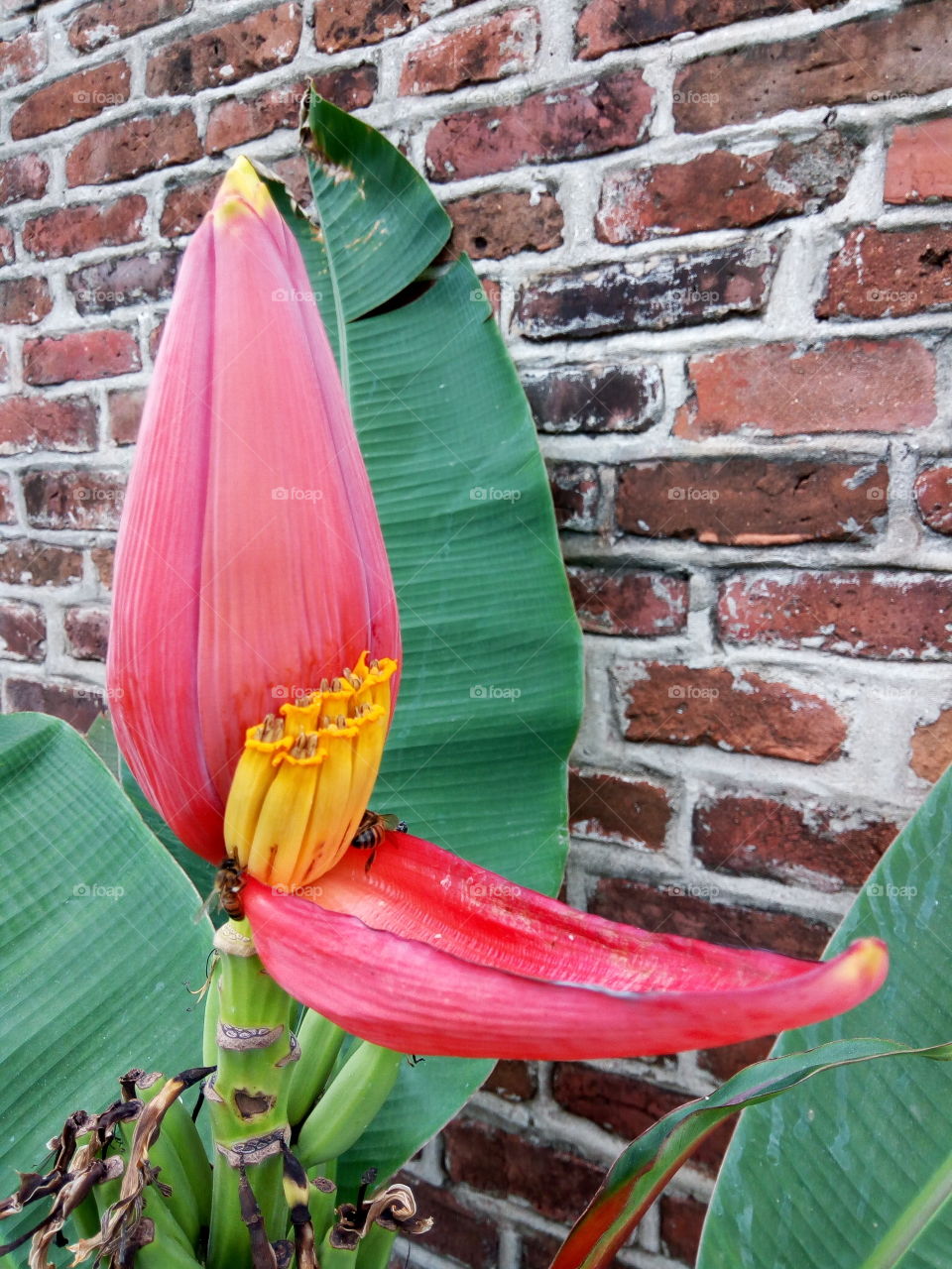 wild banana blooms