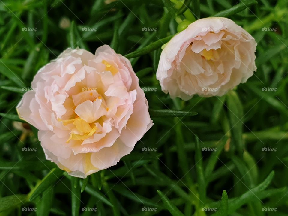 the Portulaca Grandiflora