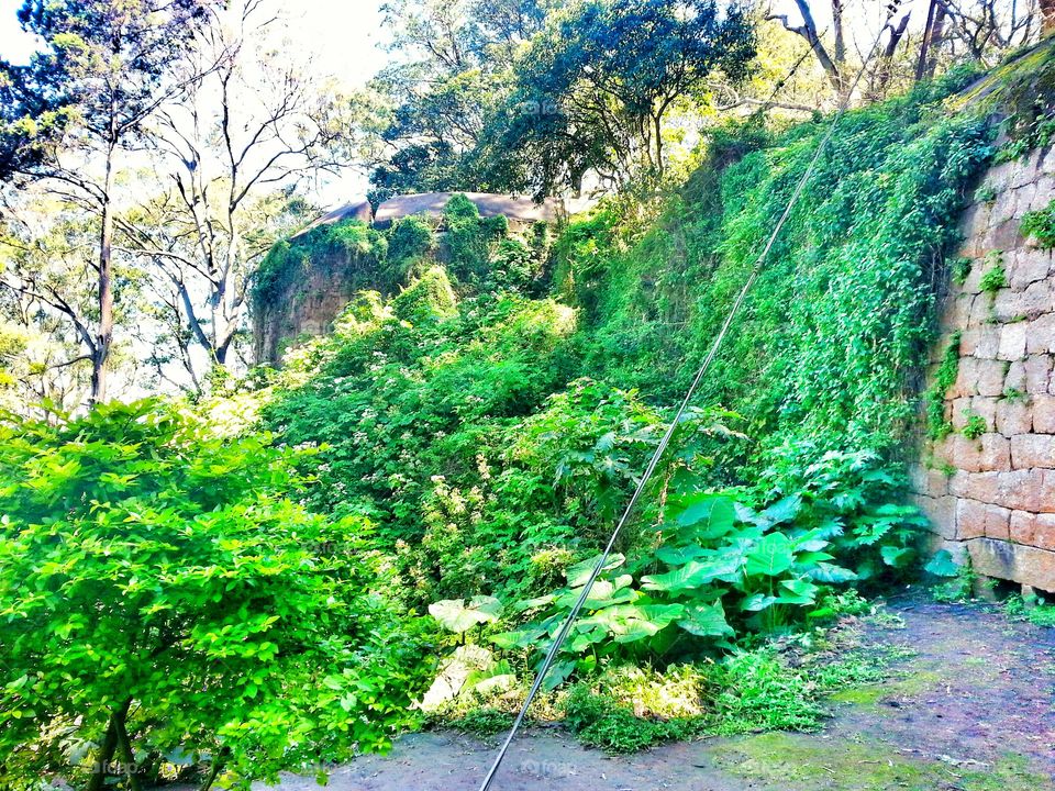 forest. thick forest