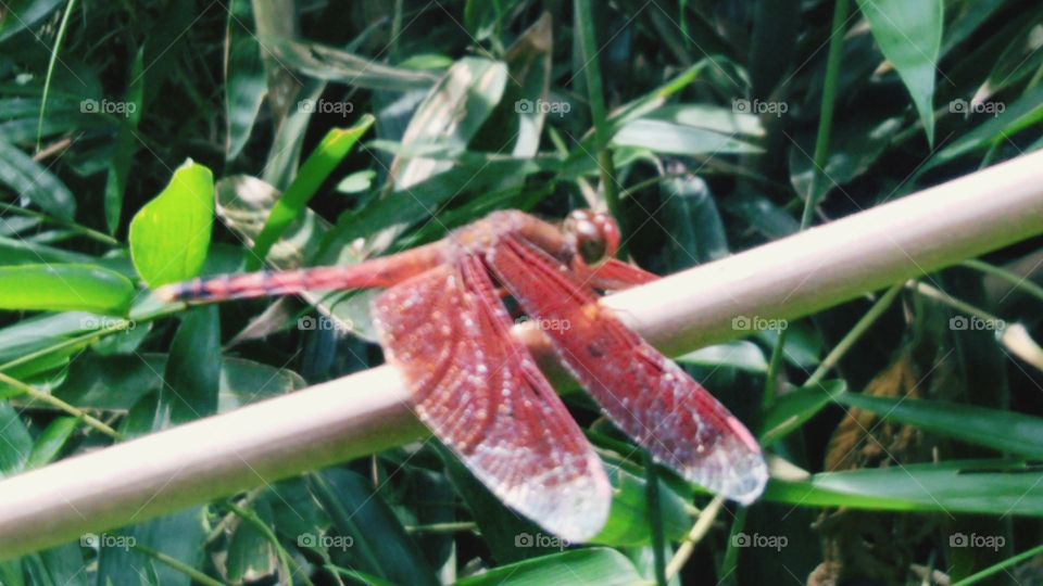 Red dragonfly