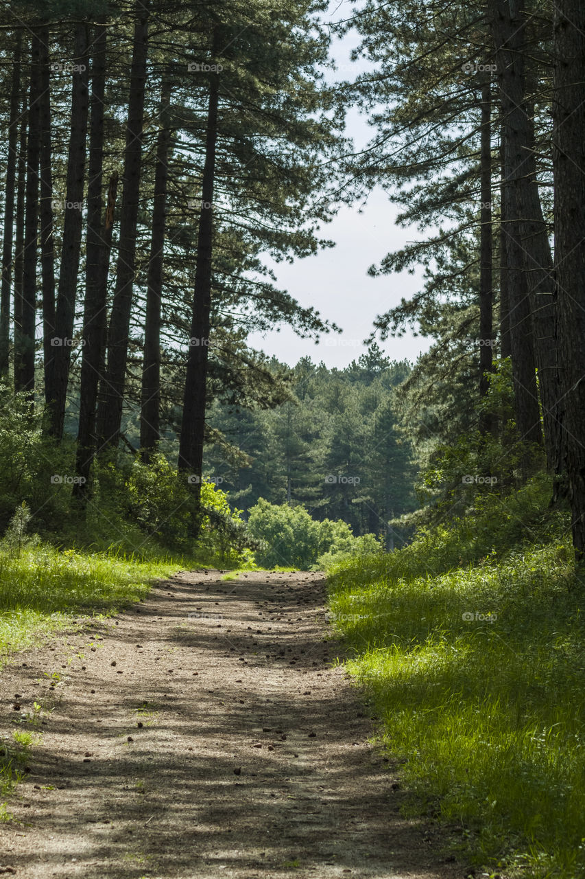 Pine forest in the spring