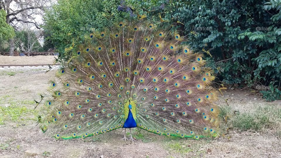 Peacock with feathers up