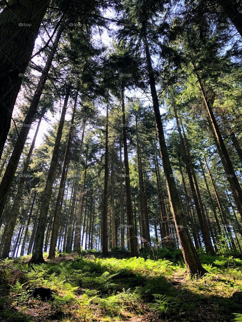 Forest with the sun lighting up the ground 