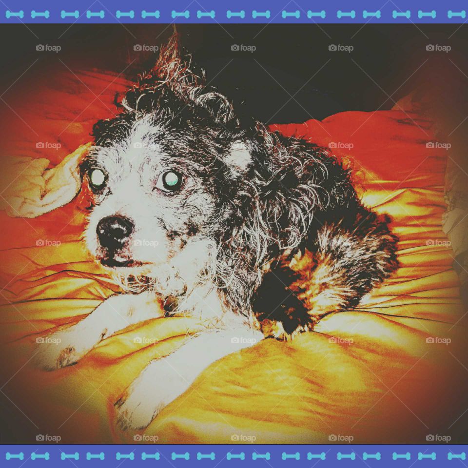 Old dog not thrilled that a baby Manx kitten has been trying to nurse the only thing she can find to latch onto underneath him..so he's not so in the mood for cuddles now.