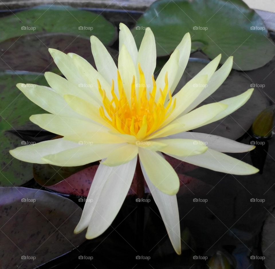 Lotus flower, Bangkok