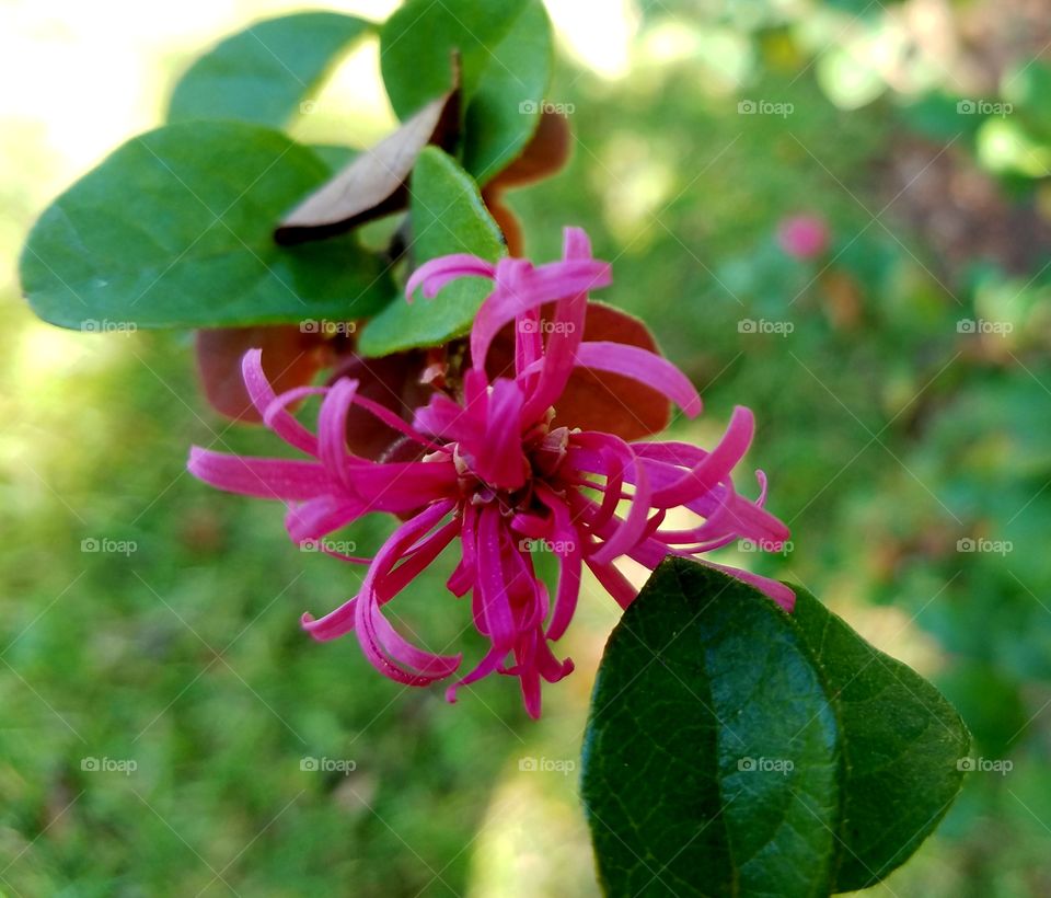 pink flower