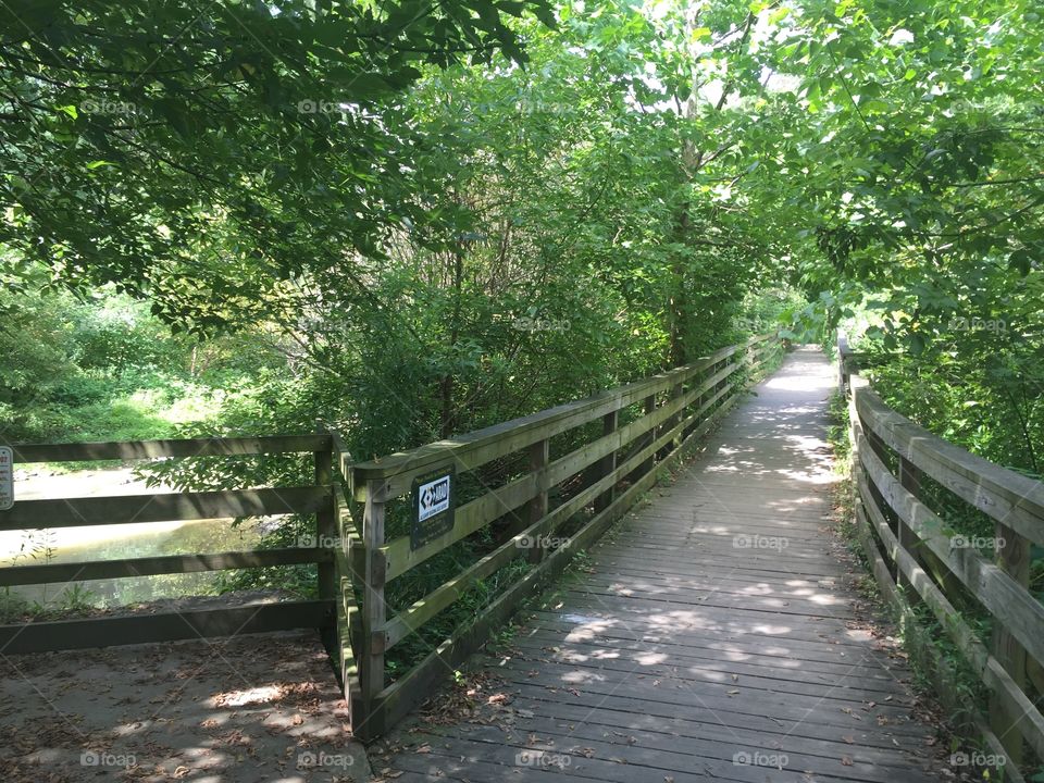 Wood, Landscape, Guidance, Tree, Road
