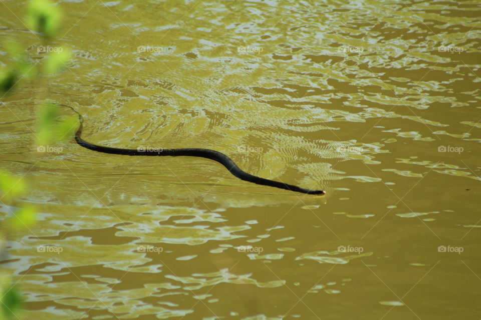 Water snake on the river in Spring