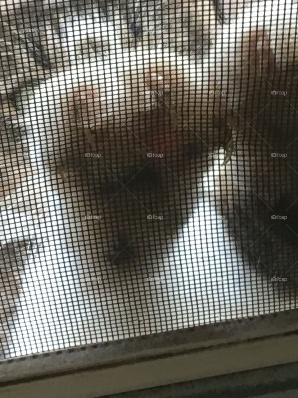 I want In but you know I won’t come in but open the door anyway. Meow meow meow!