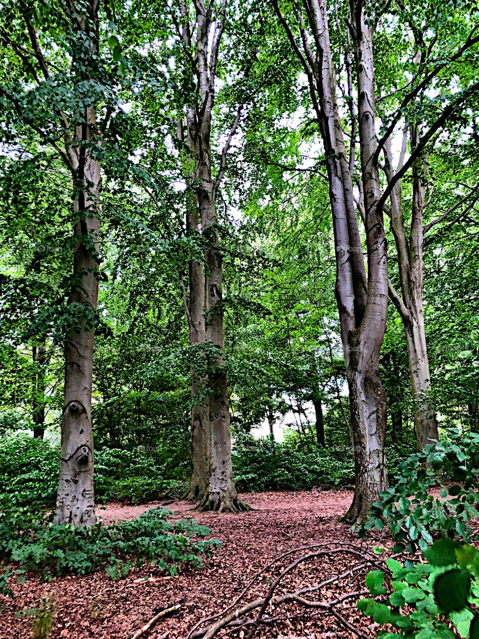 Lovely trees in forest! 