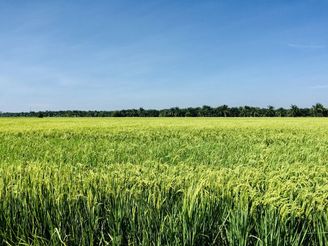 Rice field 