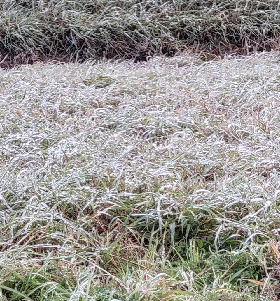 Unusually chilly, frosty morning in South Texas.