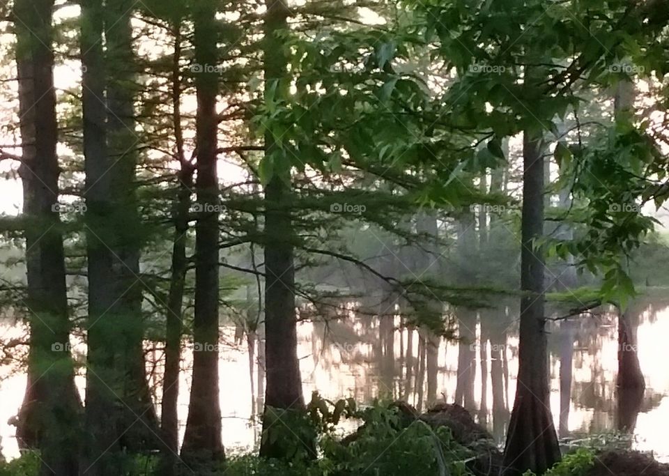 cypress trees amidst long lake just before sundown
