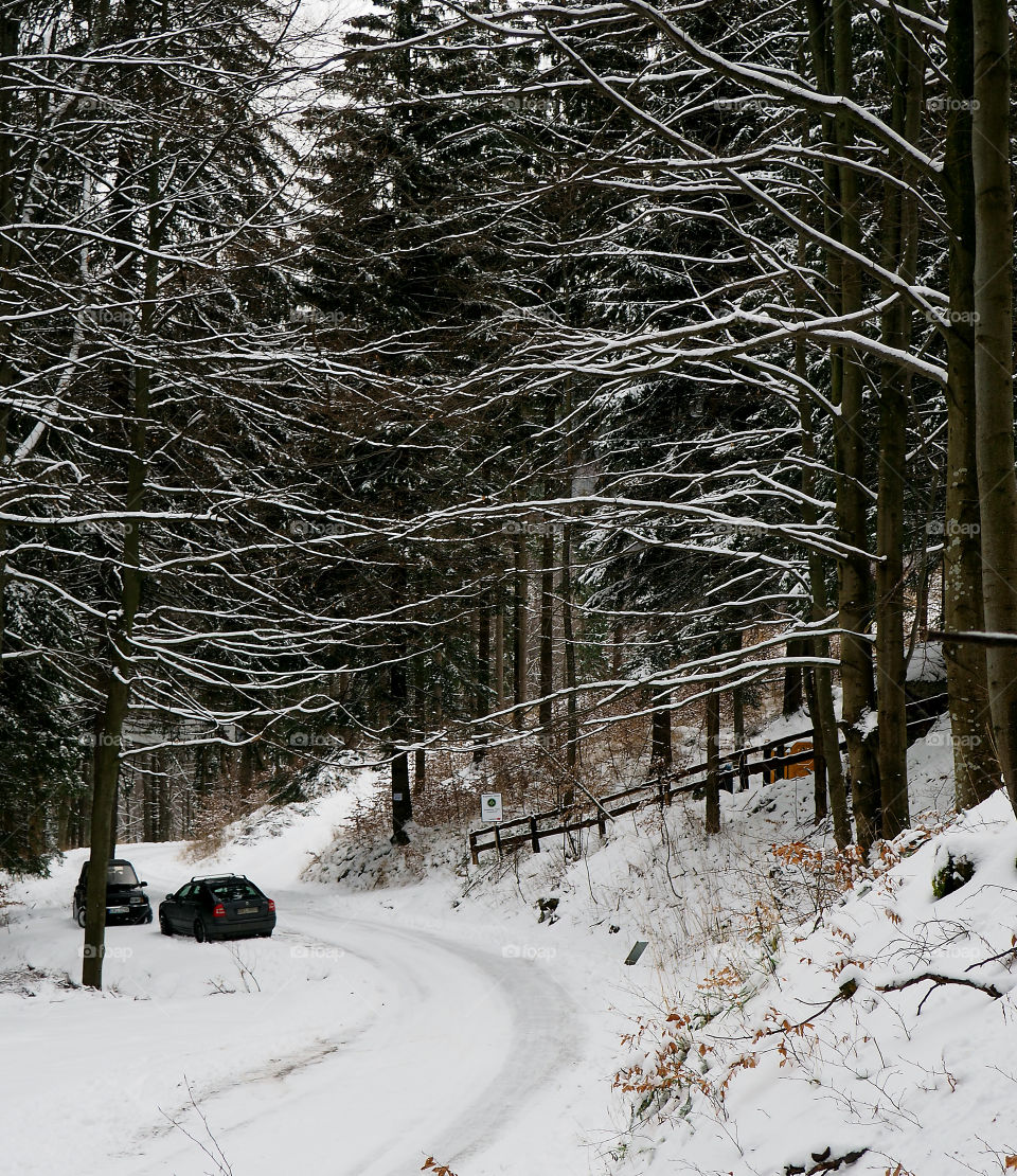 foto made in forest near ladek zdroj, poland