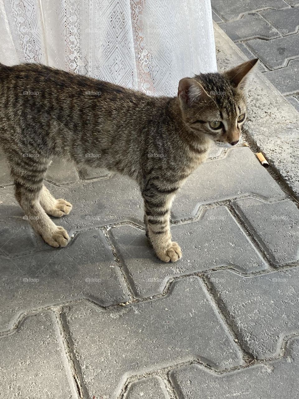 Street cat. Sunny holidays I’m Turkey. Walk in the cute city and charming streets by the beach in Kusadasi. perfect blue sky and ocean view. Beach and the shore. To travel is to live. Gorgeous tall palm trees.