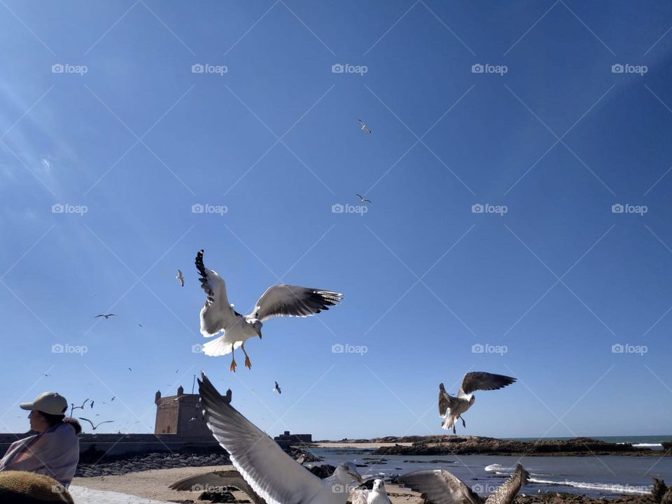 A flock of seagulls flying cross the sky at essaouira city in Morocco