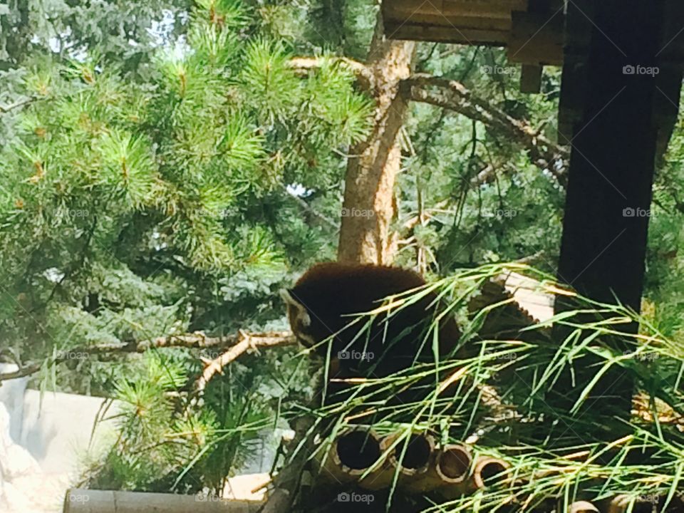 Red panda