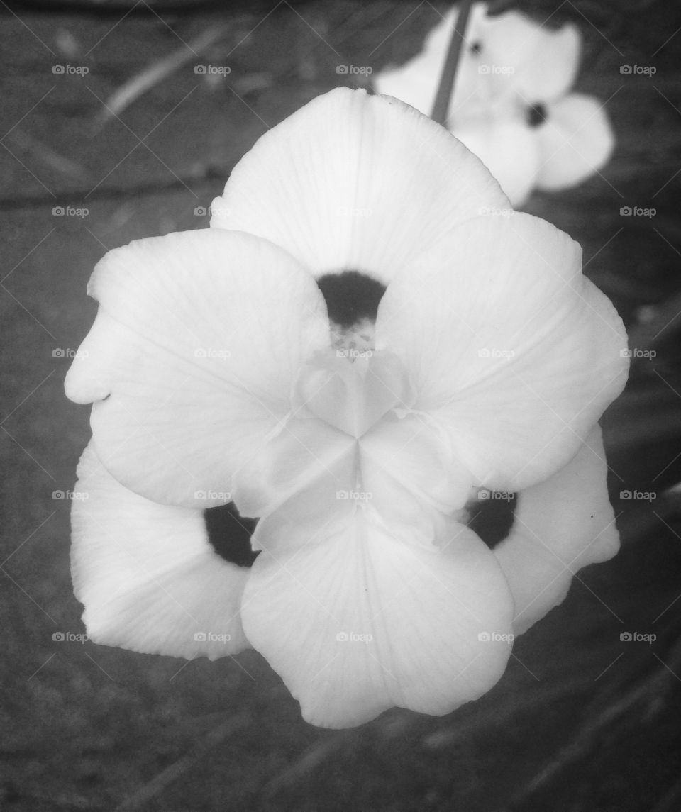 Noir flower