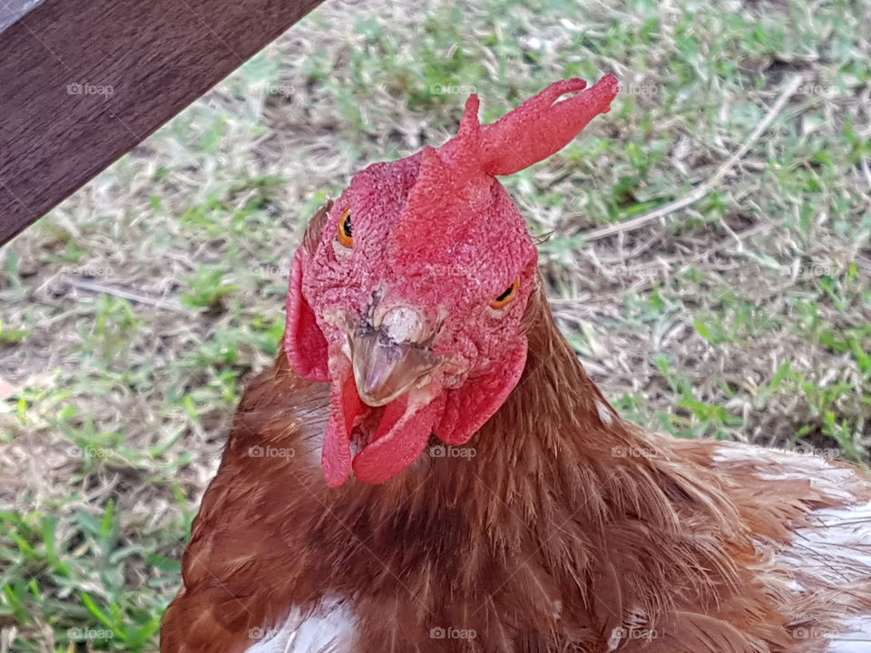 chookie checking me out